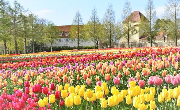 滋賀県のブルーメの丘で、満開のチューリップ畑とヨーロッパ風の建物。