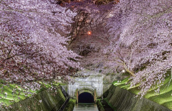 夜の琵琶湖疏水。両岸の満開の桜がライトアップされ、そのピンク色の光と姿が水面に鏡のように反射している幻想的な風景。