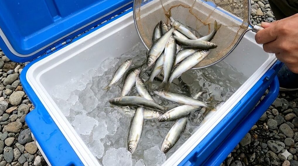 捕獲直後の新鮮な小鮎を氷水が入ったクーラーボックスに入れて氷締め（活け締め）にしている様子。