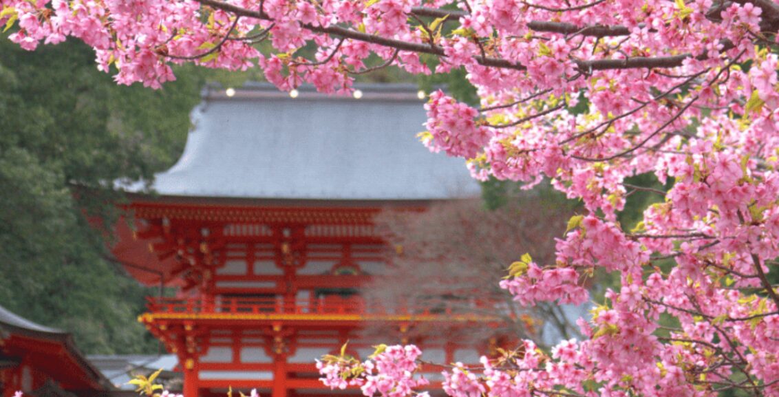 近江神宮の朱色の楼門と満開の桜。階段の下から見上げ、両脇の桜がフレームになるような構図で、多くの参拝客が写真撮影を楽しんでいる様子。