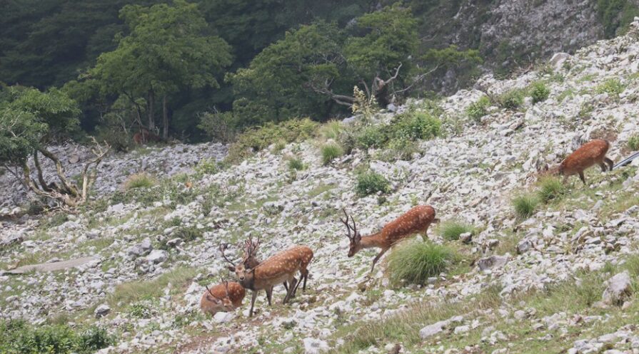 伊吹山の斜面で、わずかに残った植物を食い荒らすニホンジカの群れ。食害により地表の土が露出している。